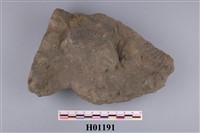 藏品(帆立貝化石砂岩)的圖片